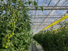 【瞻望“十五五” 奋进新安庆】从千亩田园到财